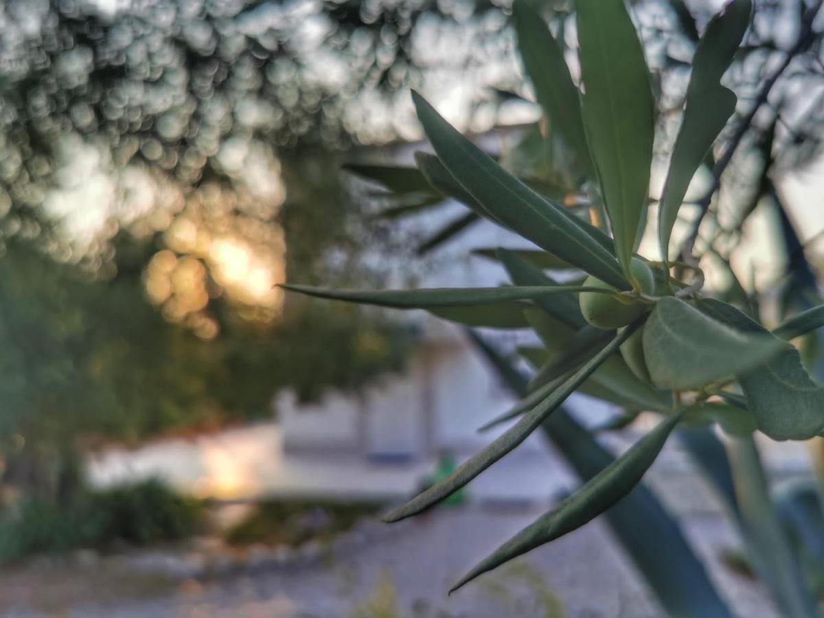 B&B Villa Mediterranee Con Parking Space Trani Kültér fotó